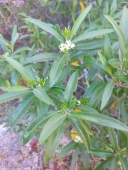 Vallesia laciniata