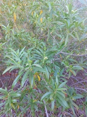 Vallesia laciniata