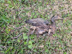 Dendrocygna autumnalis