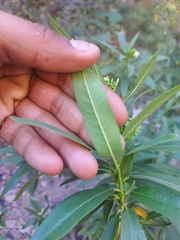 Vallesia laciniata