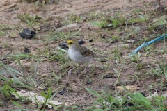 Ammodramus aurifrons