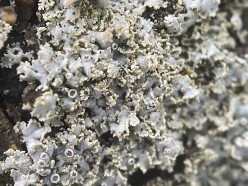 rosette lichen