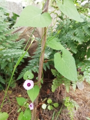 Ipomoea grandifolia