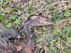 Dendrocygna autumnalis