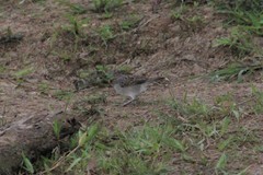 Ammodramus aurifrons