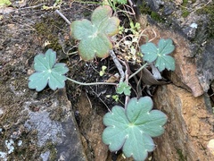 Delphinium nudicaule