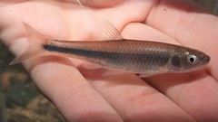 Cyprinella spiloptera