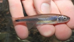 Cyprinella spiloptera