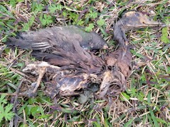 Dendrocygna autumnalis