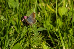 Polyommatus icarus