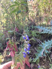 Salvia plurispicata