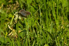 Polyommatus icarus