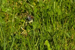 Polyommatus icarus