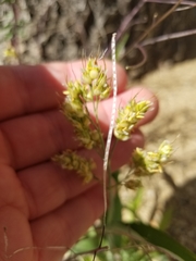 Sorghum bicolor