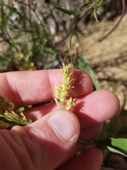 Sorghum bicolor