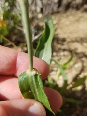 Sorghum bicolor