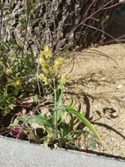Sorghum bicolor