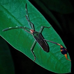 Anisoscelis foliaceus