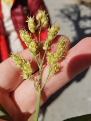 Sorghum bicolor