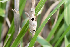 Asphondylia enceliae