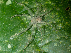 Sparianthina selenopoides image
