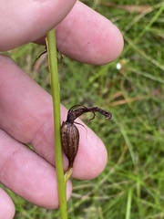 Cryptostylis hunteriana