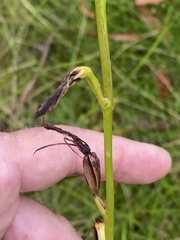 Cryptostylis hunteriana