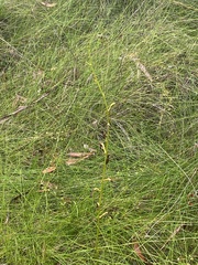 Cryptostylis hunteriana