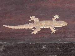 Hemidactylus platyurus