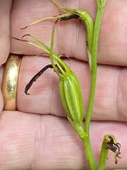 Cryptostylis hunteriana