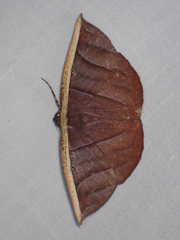 Image of Cimicodes purpurea