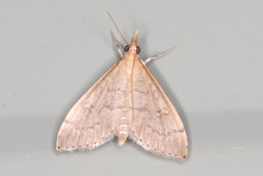 Metasia dicealis