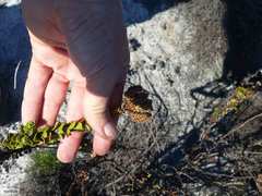 Pseudoselago serrata