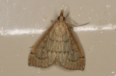 Metasia dicealis