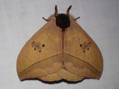 Automeris belti