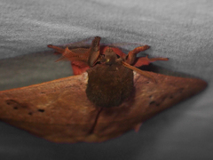 Automeris belti