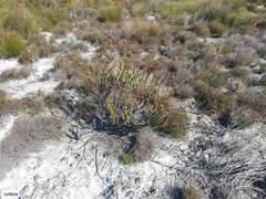 Pseudoselago serrata