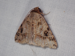 Deinopa signiplena