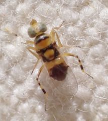 Isodromus