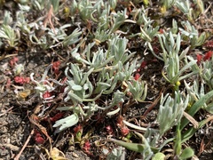 Psilocarphus oregonus