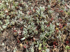 Psilocarphus oregonus