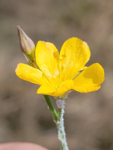 Linum carteri var. smallii