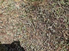 Psilocarphus oregonus