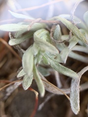 Psilocarphus oregonus