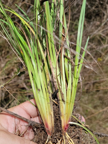 Image of Sisyrinchium miamiense by (c) Jay Horn, some rights reserved (CC BY)