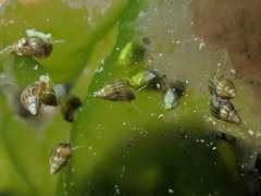 Tricolia