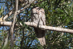 Podargus strigoides strigoides