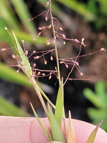 Image of Dichanthelium chamaelonche by (c) Jay Horn, some rights reserved (CC BY)