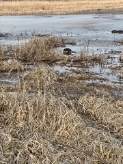 Ondatra zibethicus zibethicus