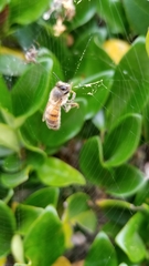 Apis mellifera
